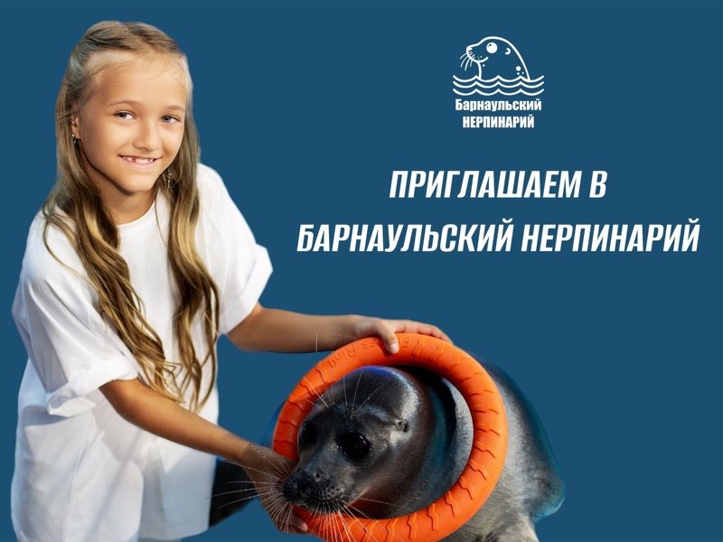 Нерпы: обаяние, ум и неудержимое любопытство