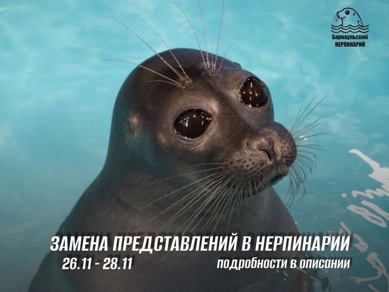 Замена представлений в Нерпинарии