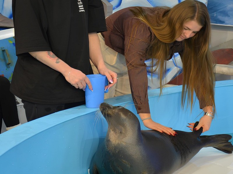 В Нерпинарии — сразу два новинки!