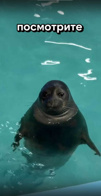В нашем нерпинарии живут три удивительные нерпы, и каждая — со своим характером!