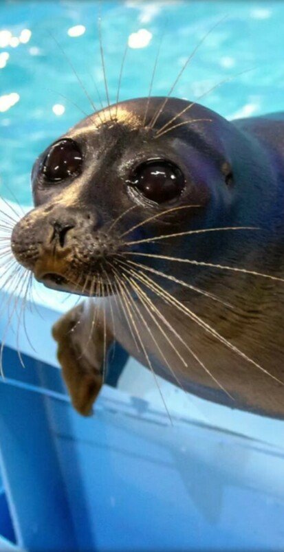 Открытая тренировка нерп – это хаотичный, мокрый и безумно милый спектакль